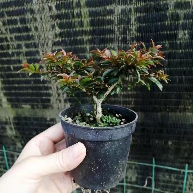 姬紫薇紫红花红花白花小老桩掌上微型盆景素材室内冬天休眠期