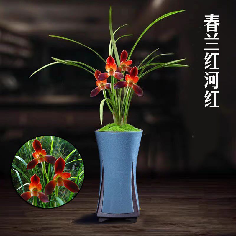 春兰铭品【带花苞】带盆种好浓香兰花室内绿植盆栽花卉好养易开花