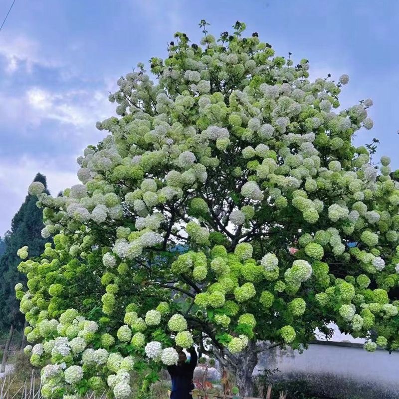 中华木绣球花树苗老桩麻叶绣球树庭院花园四季风景树室外耐寒植物