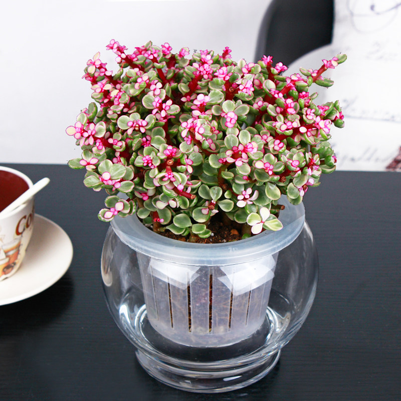 金枝玉叶雅乐之舞可水培多肉植物自动吸水绿植办公室桌面迷你盆栽