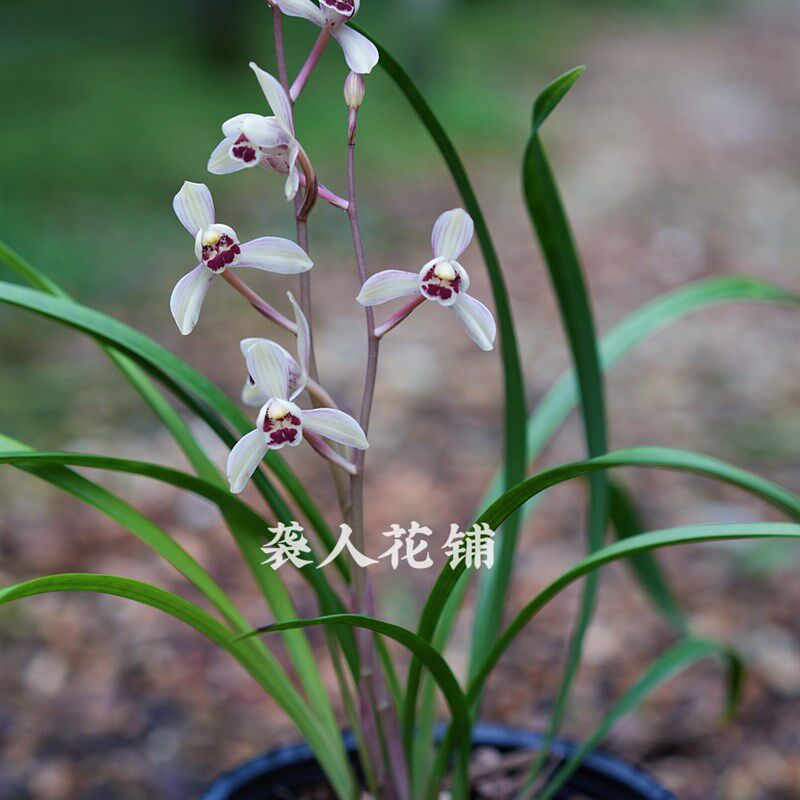 兰花苗盆栽花仙子带花苞发货浓香建兰名贵品种精品绿植室内花卉