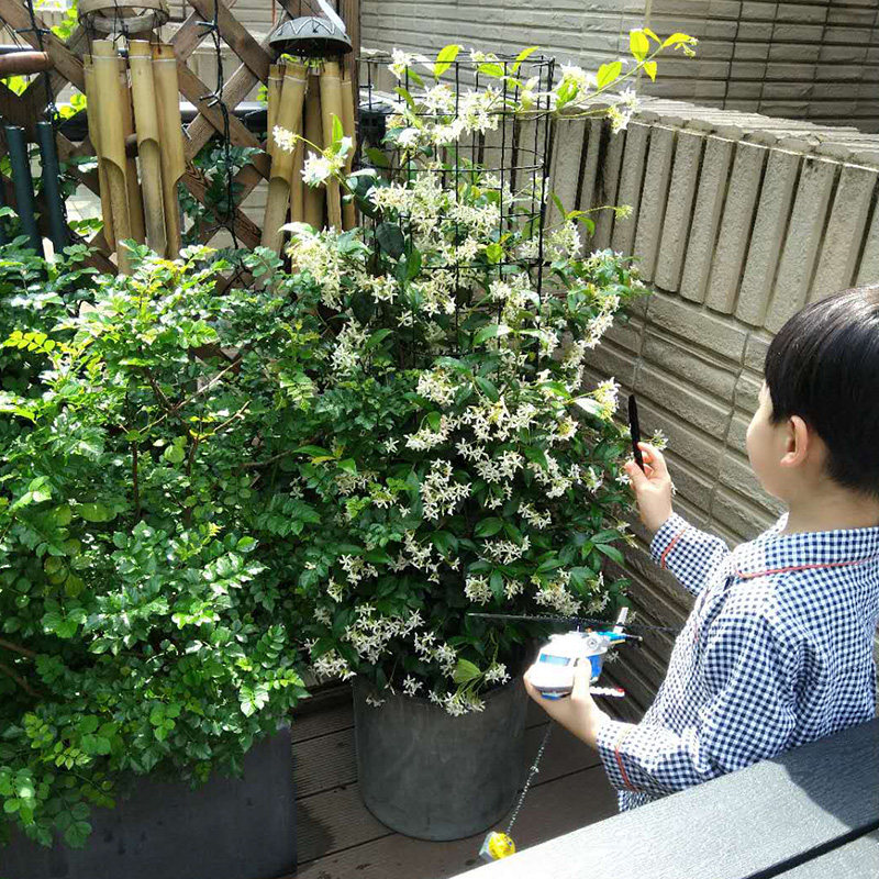 风车茉莉盆栽 大型藤本爬藤植物 阳台庭院绿植有香味耐寒耐晒花卉