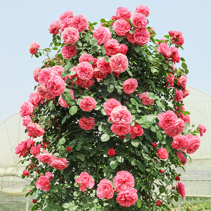 特大母本爬藤月季蔷薇花苗盆栽藤本月季苗花苗玫瑰月季花苗爬藤