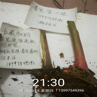 5颗大姜花种24.9元 一年开花百合野姜花苗白姜花盆栽18年8月18出售