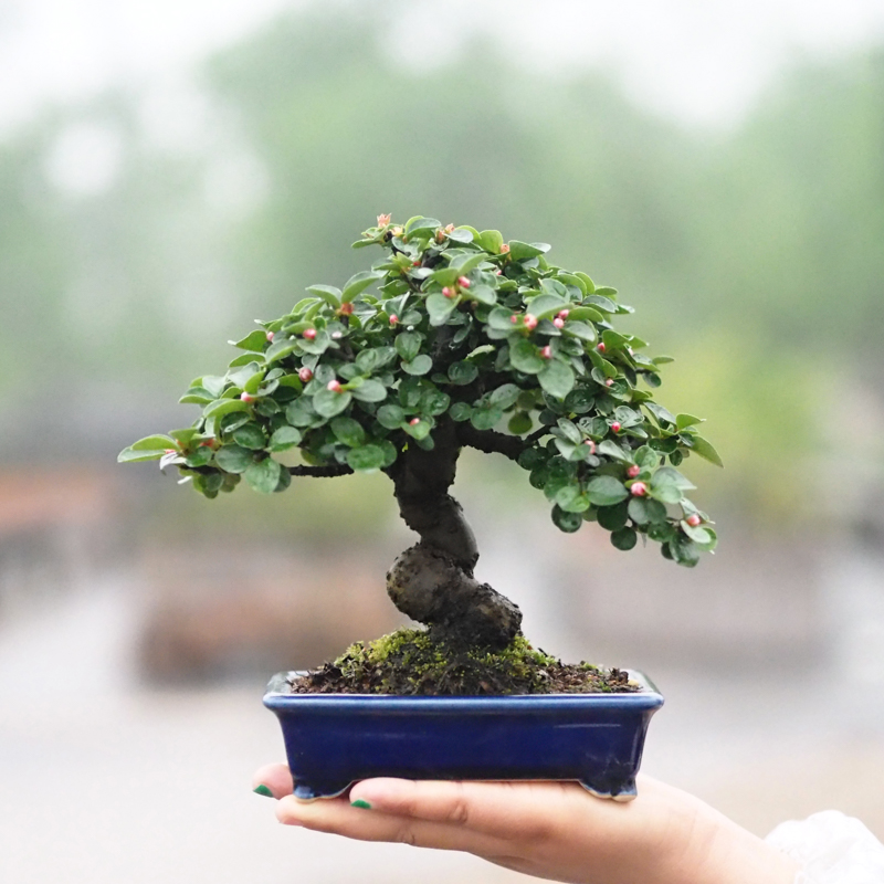 白花荀子苏梨木白紫檀荀子老桩造型盆景矮霸庭院阳台茶室绿植盆栽