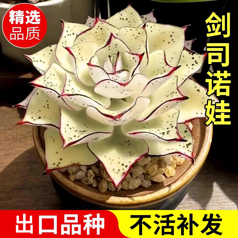 多肉套餐特玉莲女王麦秆剑司诺娃水蜜桃侧影净化空气室内桌面盆栽
