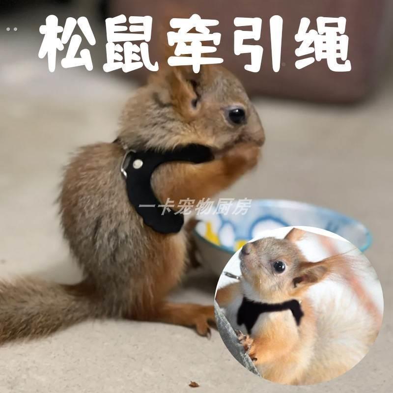 松鼠牵引绳专用背带式防咬衣服链子花枝鼠小绳子脖绳溜绳宠物大全