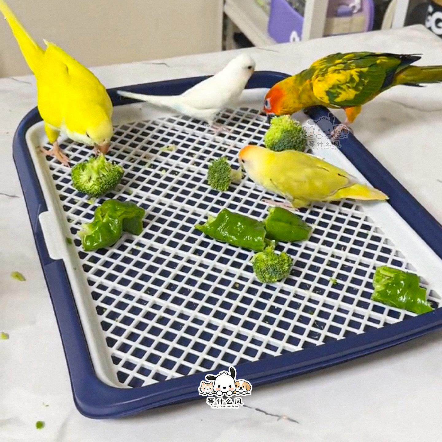 鹦鹉食盆大号蔬菜谷壳分离喂鸟神器玄风小太阳防打翻防飞溅喂食盘
