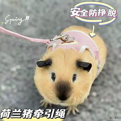 仓鼠牵引绳荷兰猪牵引绳豚鼠天竺鼠侏儒兔龙猫外出专用遛绳超小可