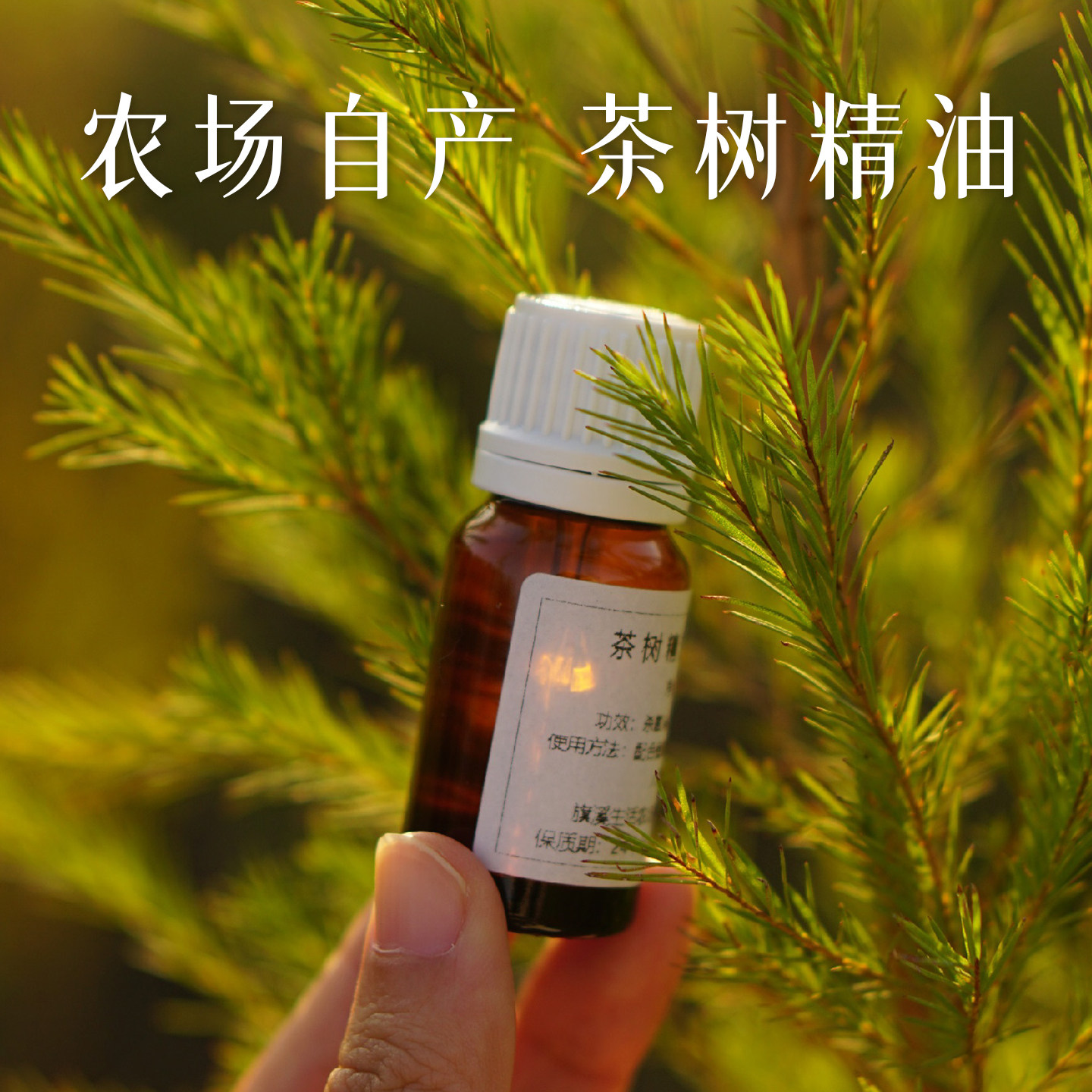 农场自产茶树精油10ml澳洲茶树植物单方精油图片