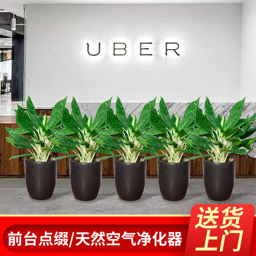 万年青盆栽植物室内走廊过道前台吸甲醛净化空气好养绿植花室