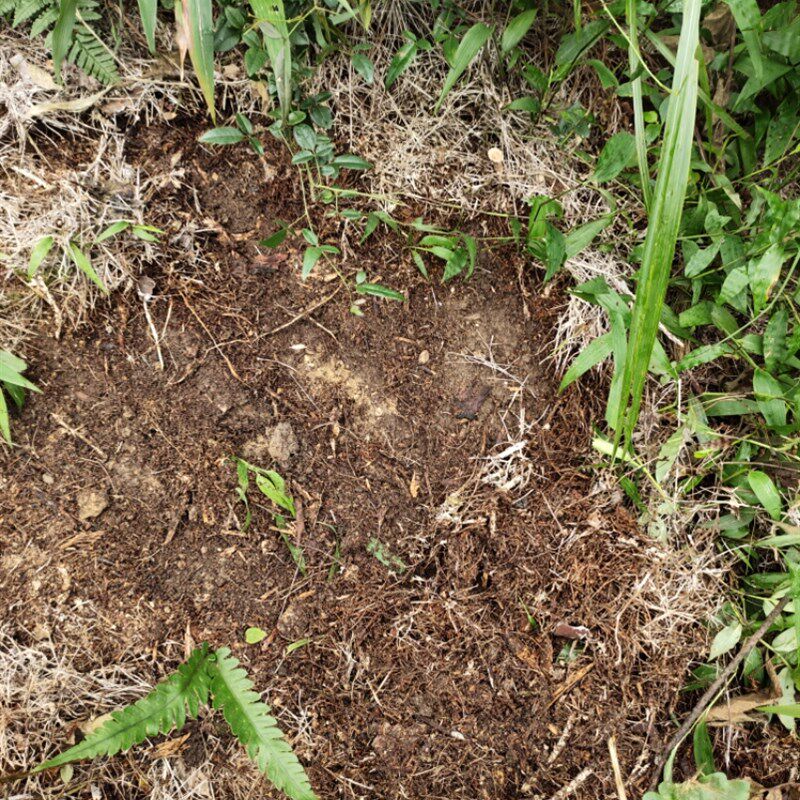 贵州黔东南锦黎农家优质腐殖质土兰花石斛多肉土松针土