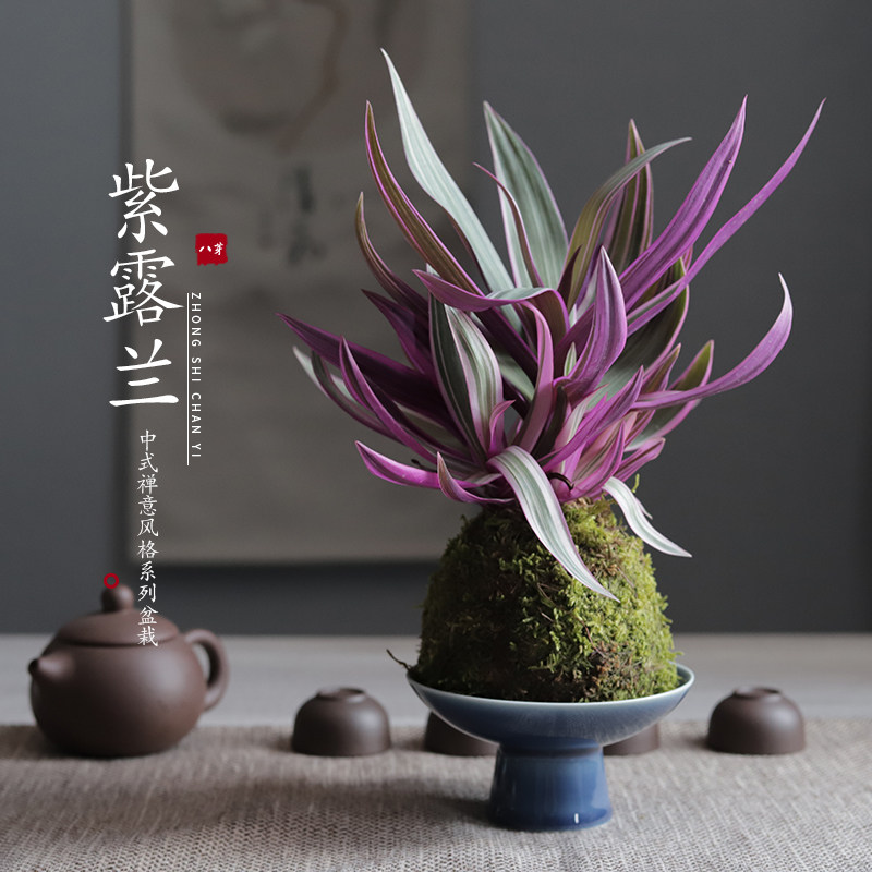苔藓球苔玉紫露兰绿植盆栽盆景茶桌室吸甲醛个性装饰