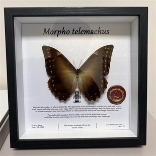 昆虫谷 黑太阳闪蝶 蝴蝶标本相框真蝴蝶装饰画生日创意礼品