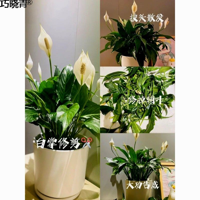 培白掌一帆风顺盆栽花鱼共养植物室内盆栽净化空气花巧