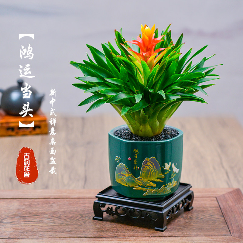 招财手鸿运当头盆栽室净化空气好养花卉植物四季开花国风招财