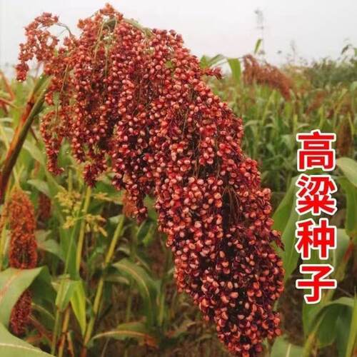 高产高粱种子矮杆抗倒伏农科院老品种糯高粱种子酿酒扫帚高粱米