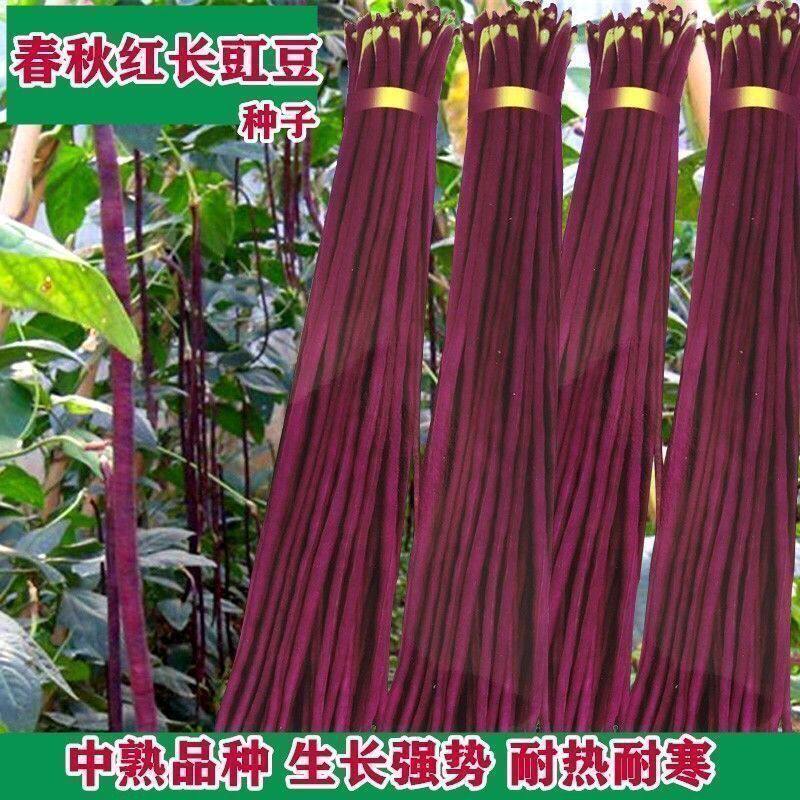 四川高产春秋红长豇豆种子十月红豆角缸豆春季蔬菜种孑四季豆籽