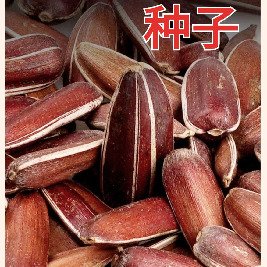 正宗云南红皮瓜子种子水果味红色瓜子种子特产向日葵花籽带壳种子