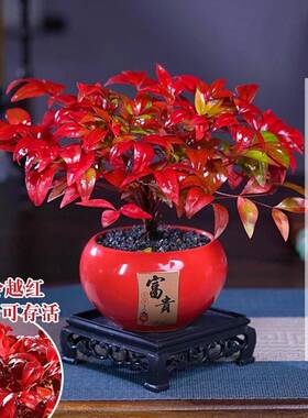 火焰南天竹盆栽冬季耐寒红叶绿植室内外客厅阳台四季好养植物盆景