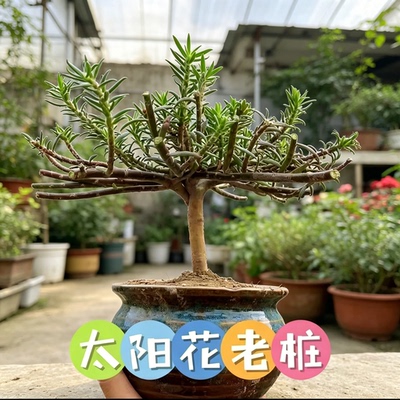 网红重瓣太阳花造型太阳花重瓣太阳花老桩太阳花苗重瓣大花玫红王