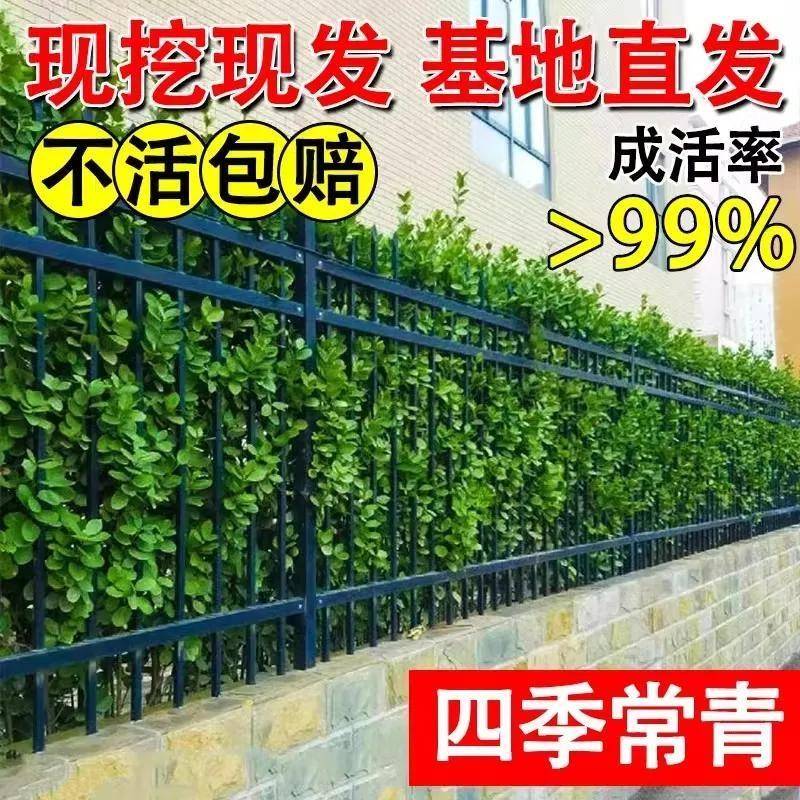 大树围墙冬青树苗黄杨大叶北海道篱笆植物四季常青庭院绿篱室外