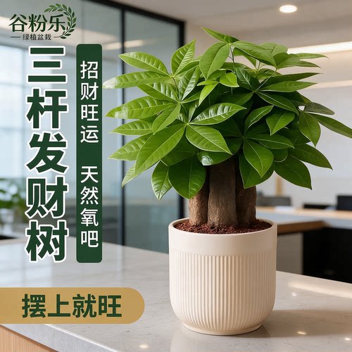 三杆发财树绿植盆栽办公室招财运旺财植物净化空气桌面室内小花卉