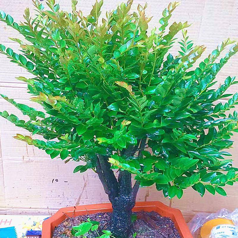 名贵小叶紫檀盆景树桩室内客厅阳台花卉盆栽老桩黑檀四季常青绿植