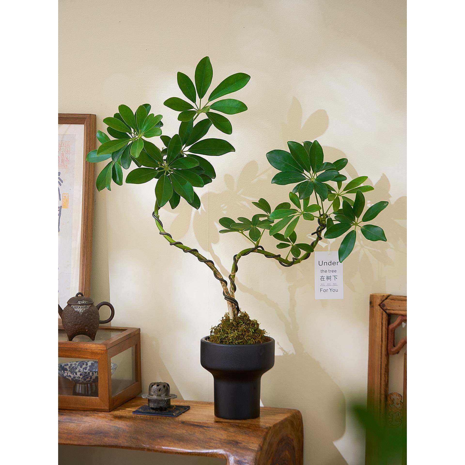 双杆造型鸭脚木盆栽苔藓球植物办公室绿植高级感客厅桌面花卉好养,鲜花速递/花卉仿真/绿植园艺,绿植,淘宝优惠券,粉丝福利购,淘宝优惠卷