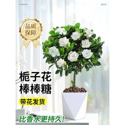 独杆栀子花盆栽四季开花室内水培花卉植物大叶老桩带花苞树苗绿植