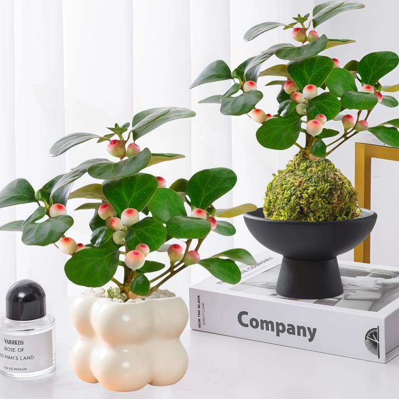 小盼菩提苔藓球植物懒人绿植室内办公桌花卉带果盆栽四季好养易活图片