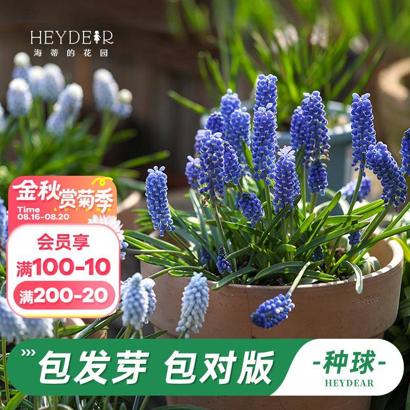 海蒂的花园旗舰店葡萄风信子种球花卉盆栽植物室内花阳台球根预售