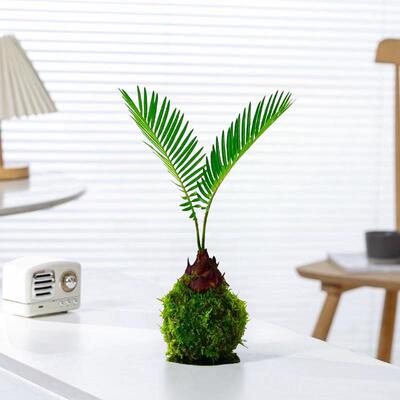 苔藓球铁树盆栽苏铁水培植物小盆栽室内绿植桌面迷你盆景懒人好养
