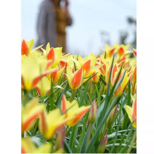 谷粉乐进口原生郁金香种球可复花多年生花卉盆栽植物球根预售开花