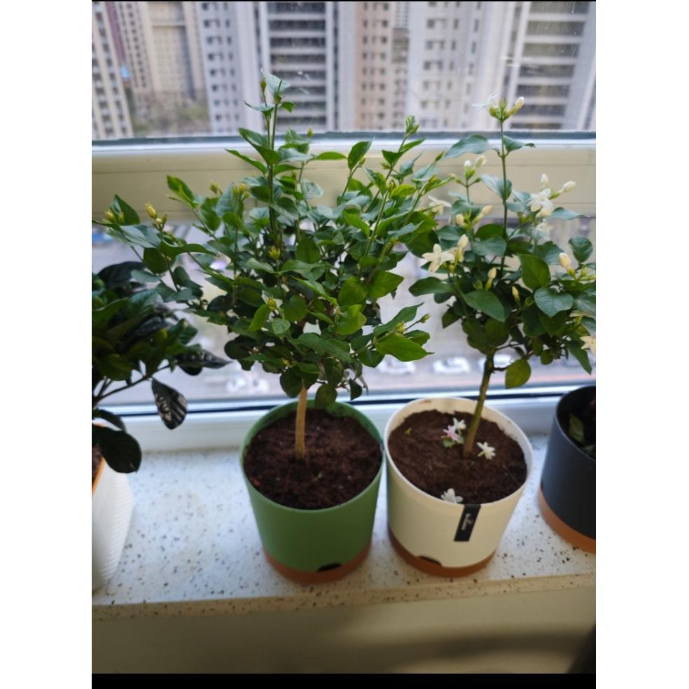 单瓣笔尖茉莉 木本独杆盆栽 带花苞 原土球包邮