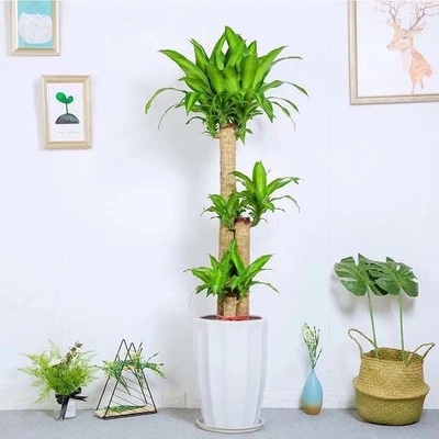 巴西木1米幸运木开花好养
