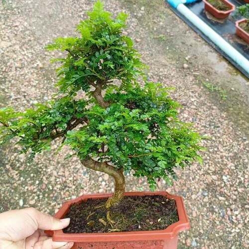 清香木胡椒木盆栽S造型盆景老桩悬崖提根阳台植物办公室绿植花卉