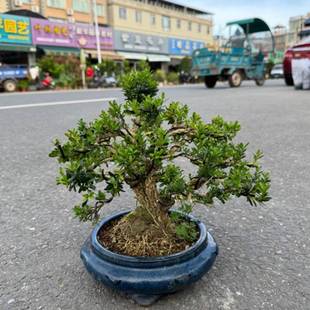 名贵黄杨树盆栽造型老桩客厅办公室绿植花卉小叶雀舌黄杨四季常青