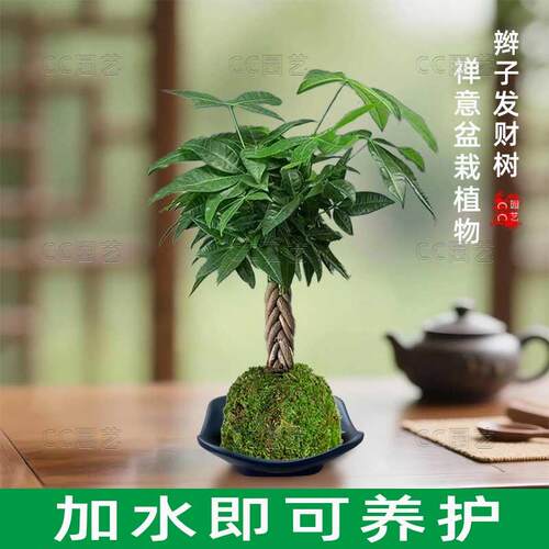 水培 苔藓球茶台茶桌摆放发财树文竹招财树小盆景桌面四季绿植