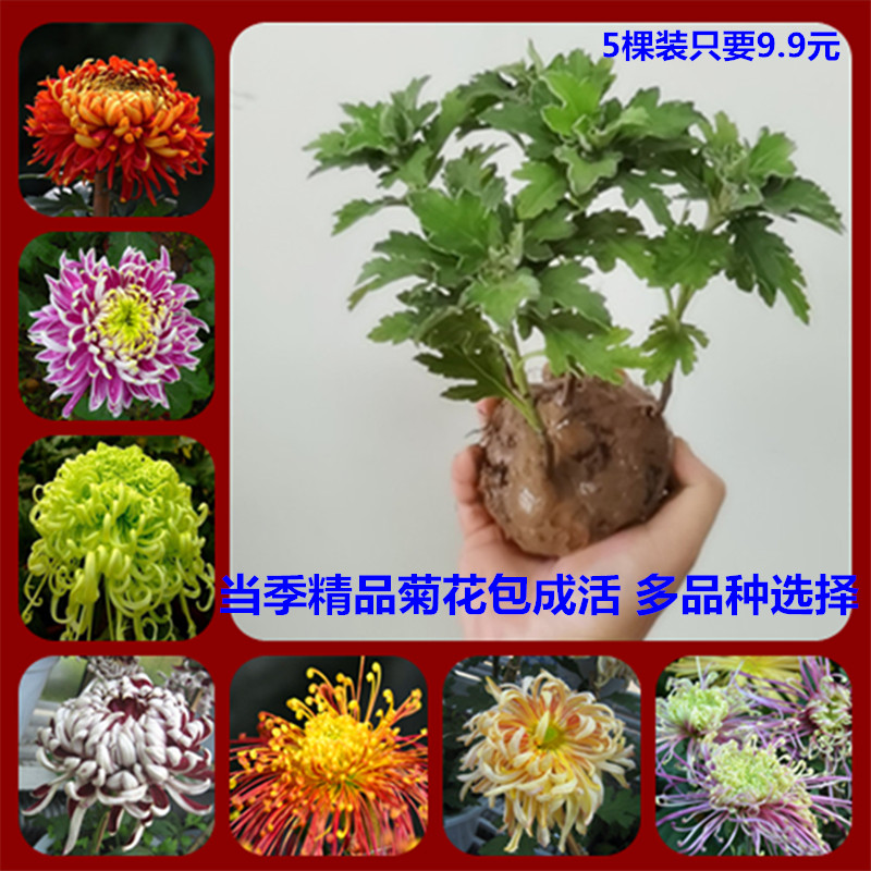 菊花苗包邮大菊花盆栽室内外庭院阳台花卉绿植物四季开花菊花苗
