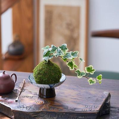 雪莹常春藤苔藓球水培植物桌面茶桌盆栽爬藤花卉日本圆叶稀有品种