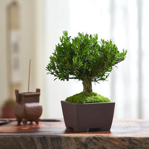 雀舌黄杨老桩盆景耐寒四季常青绿植室内好养植物小叶黄杨造型盆栽