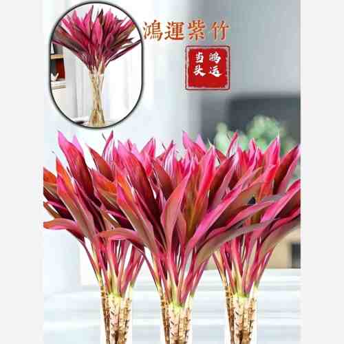 紫竹鸿运当头富贵竹水培植物室内招财绿植转运竹子客厅红叶盆栽
