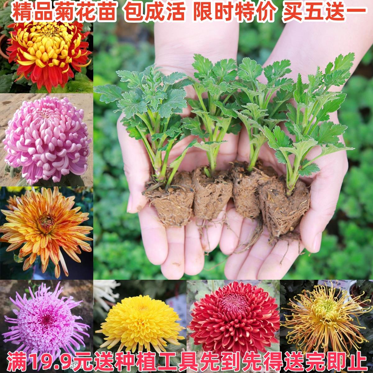 菊花苗小苗盆栽四季常青千头菊雏菊秋菊大花室内外绿植花卉多年生