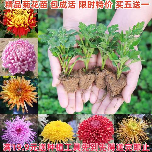 菊花苗小苗盆栽四季常青千头菊雏菊秋菊大花室内外绿植花卉多年生