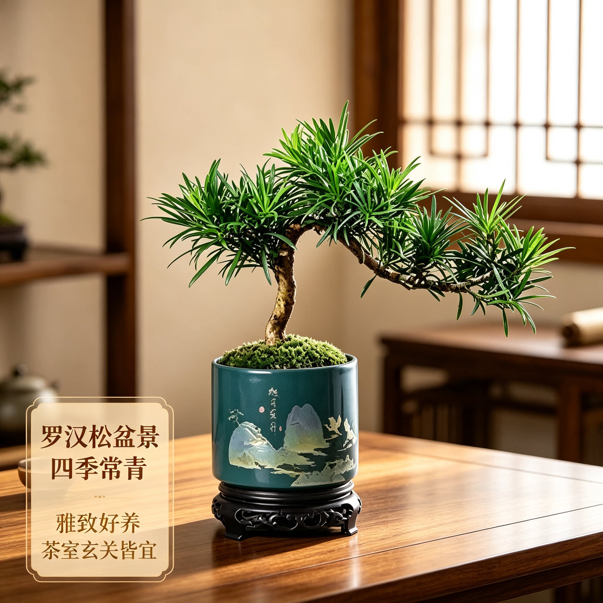 罗汉松小盆栽老桩盆景室内客厅办公室桌面好养绿植观叶植物禅意