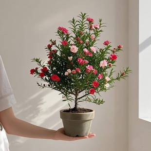 松红梅盆栽带花苞三色梅室内外阳台庭院四季好养浓香型鲜花卉植物