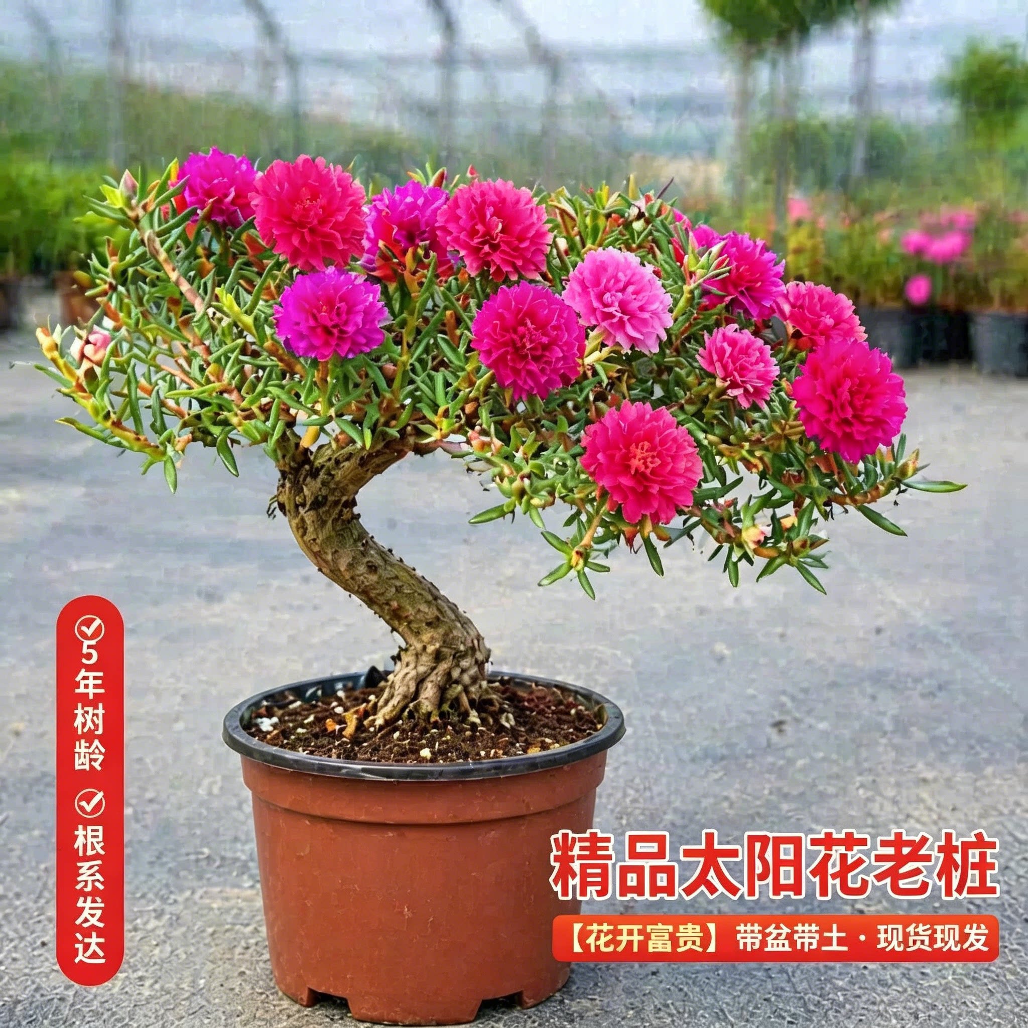太阳花重瓣玫红王独杆老桩耐旱耐热庭院地栽阳台室内混色四季花卉图片