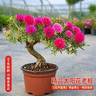 太阳花重瓣玫红王独杆老桩耐旱耐热庭院地栽阳台室内混色四季花卉