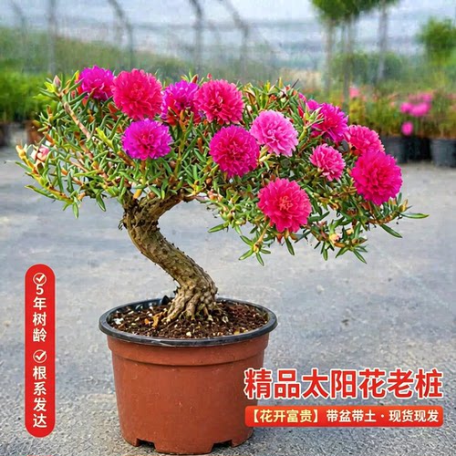 太阳花重瓣玫红王独杆老桩耐旱耐热庭院地栽阳台室内混色四季花卉